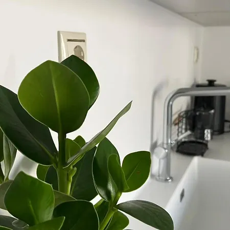 Hemithea